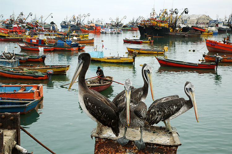 アリカ　漁港　魚市場