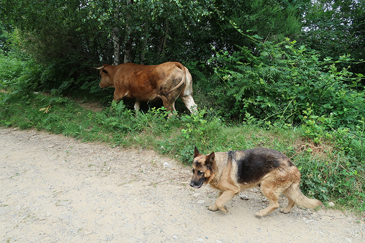 牧牛犬　ワンコ　森の中　スペイン