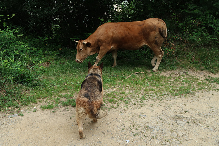 牧牛犬　ワンコ　森の中　スペイン