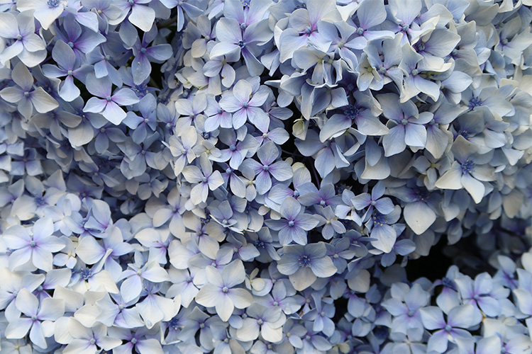 カミーノ　紫陽花　アジサイ　写真