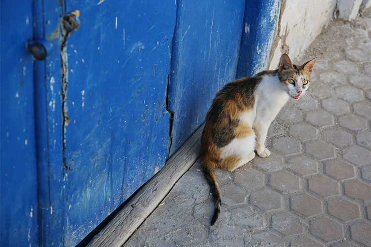 外国　路地裏の猫　ニャンコ