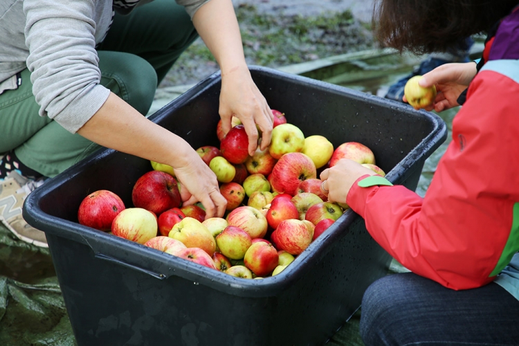 ルンド　収穫祭　りんご祭り　スウェーデン