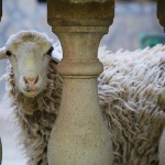 【閲覧注意】モロッコの羊解体 犠牲祭
